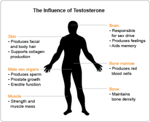 testosterone body