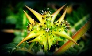 tribulus-terrestris-and-testosterone-does-tribulus-work